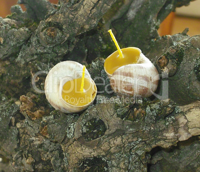 Beeswax candles votives in snail shell