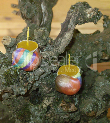 Hand painted beeswax candles votives in snail shell