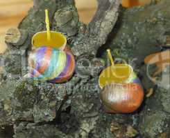 Hand painted beeswax candles votives in snail shell