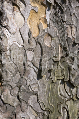 Textur - Rinde vom Schwarzkiefer - Pinus Nigra
