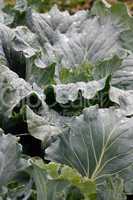 cabbage with water drops on the sheets