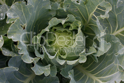 cabbage with water drops on the sheets