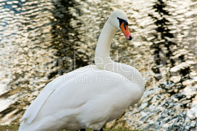 white swan on pond