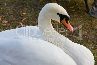 Swan on shore of bending the neck