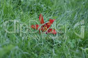 red lily in the green grass