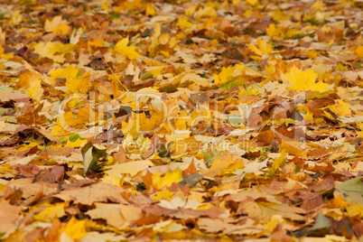 brown and yellow autumn leaves of trees