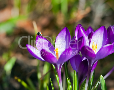 spring crocus