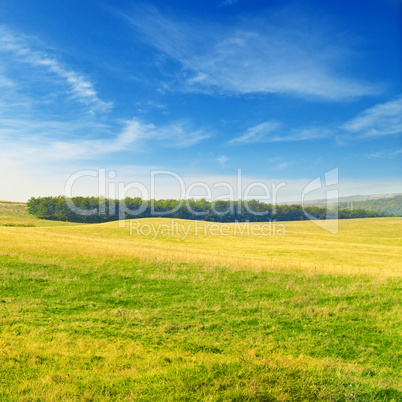 Green spring meadow