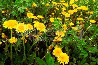 Yellow dandelions