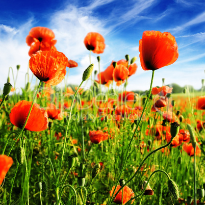 poppies on green field