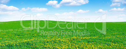 dandelion field and sky