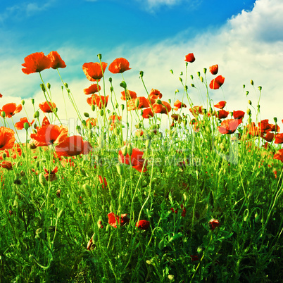 poppy on green field