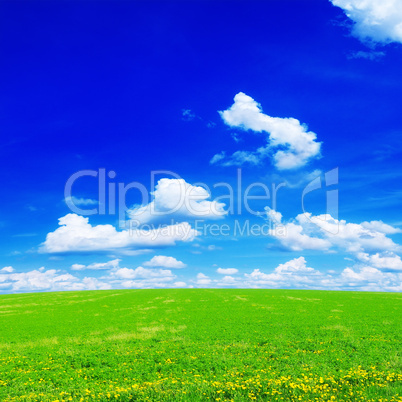 dandelion field and sky