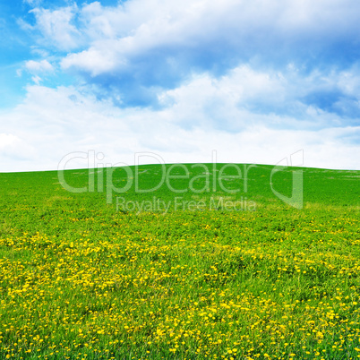 dandelion field and sky