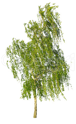 white birch