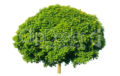 Norway maple(Acer platanoides)