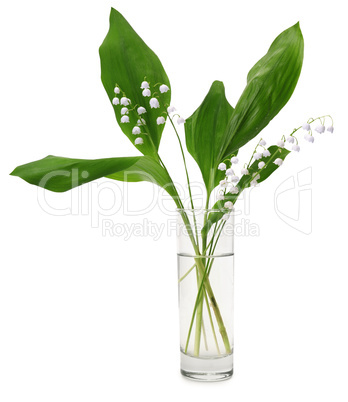 lily-of-the-valley (Convallaria majalis)