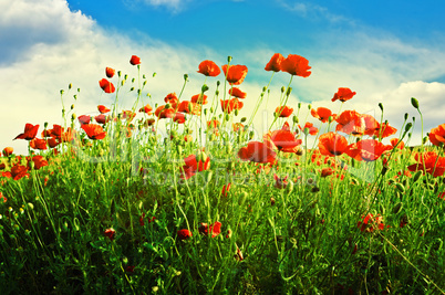 poppies on green field