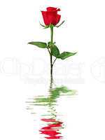 Red rose reflected in water isolated on a white background.