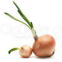 onions isolated on a white background