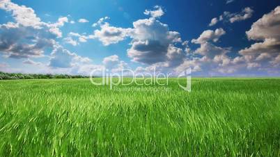 green field and cloudy sky