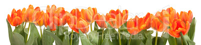 Orange Tulips