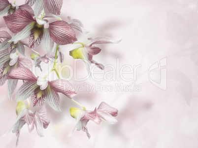 Orchid Flowers Background