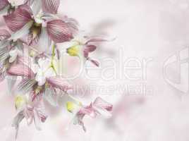 Orchid Flowers Background
