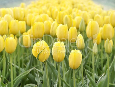 Yellow Tulips Field