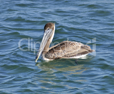 Pelican