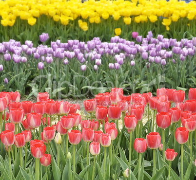 Colorful Tulips Field