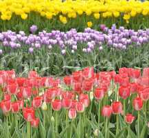 Colorful Tulips Field