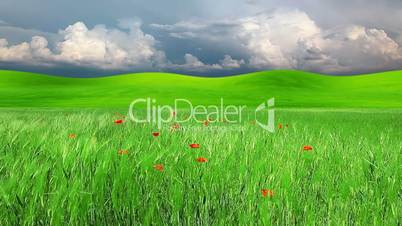 field of green ears and cloudy sky