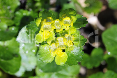 Wechselblättriges Milzkraut - Chrysosplendium alternifolium