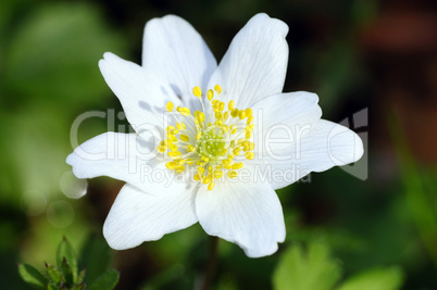 Busch-Windröschen - Anemone nemorosa