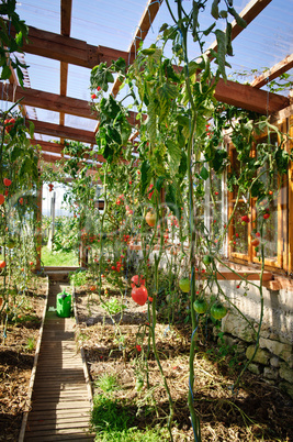 Greenhouse with Tomatoes