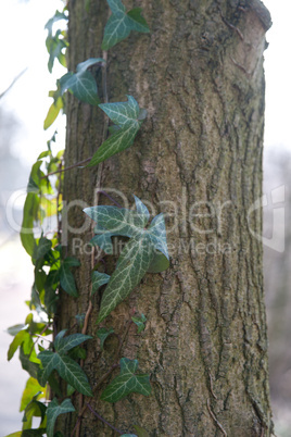 Baum mit Efeu