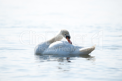 Höckerschwan auf dem Rhein