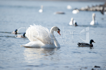 Höckerschwan auf dem Rhein