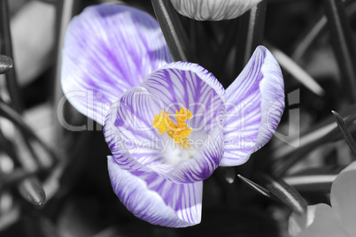 blume krokus mit hintergrund