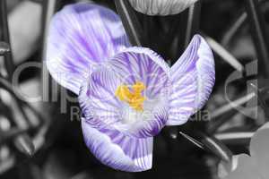 blume krokus mit hintergrund