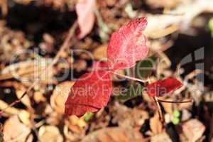 red leaves