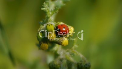 Ladybug and a fly