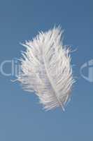 Flying feather