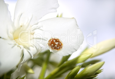 Ladybird sitting on a Flower