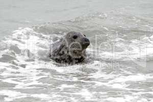 Kegelrobbe am Strand der Helgoländer Düne