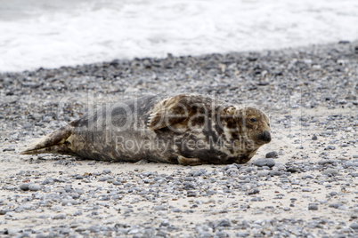 Kegelrobbe am Strand der Helgoländer Düne