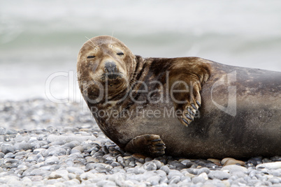 Kegelrobbe am Strand der Helgoländer Düne