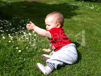 fröhliches Kleinkind spielt im Gras mit Gänseblümchen
