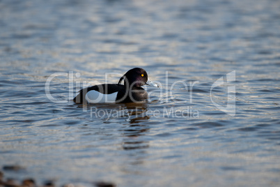 Reiherente auf dem Wasser